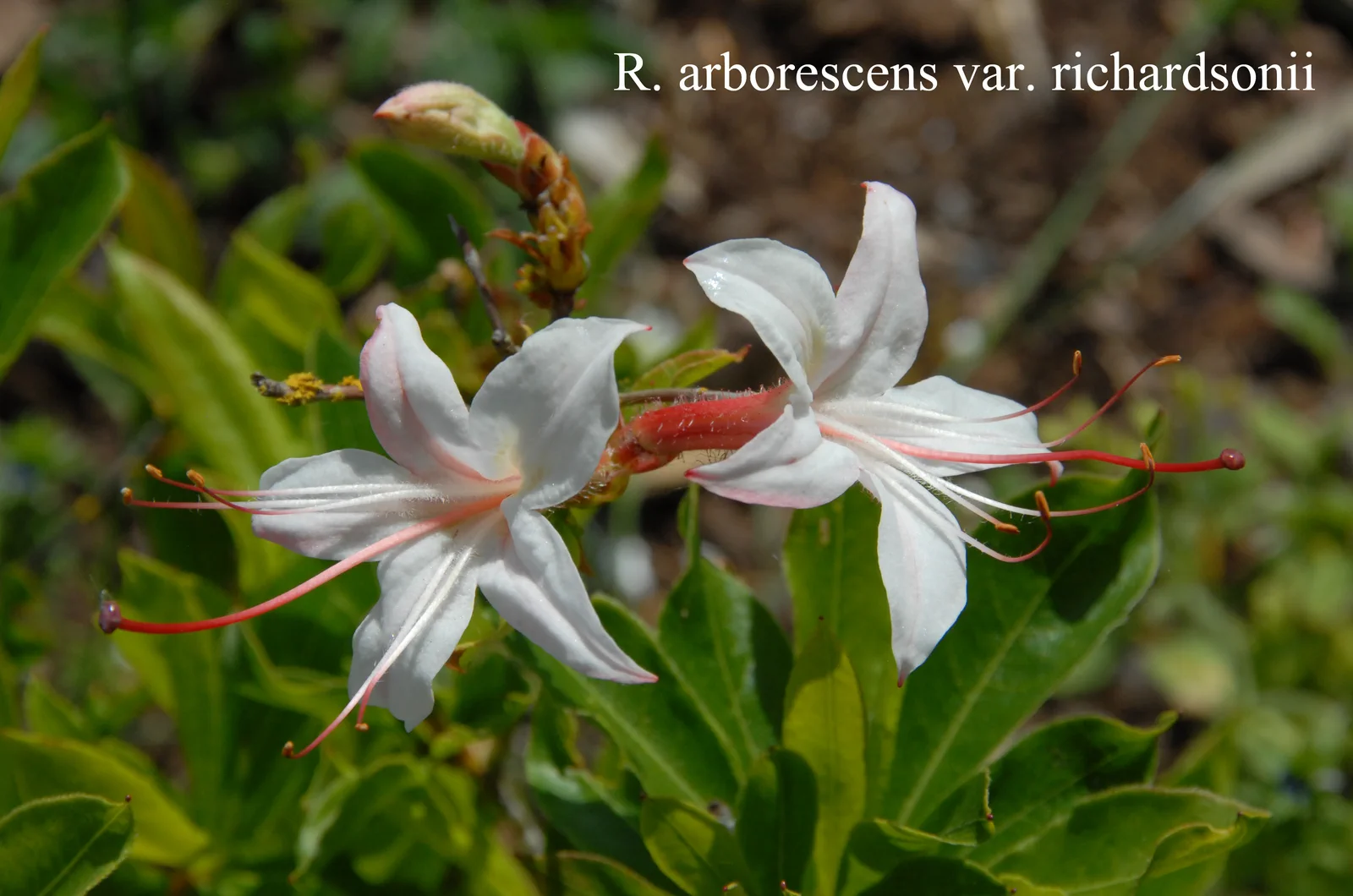R. arborescens var richardsonii photo of R. arborescens var richardsonii. Location: Fearing's Farm Nursery, Abbotsford, BC, Canada. Photo by: Harold Fearing
