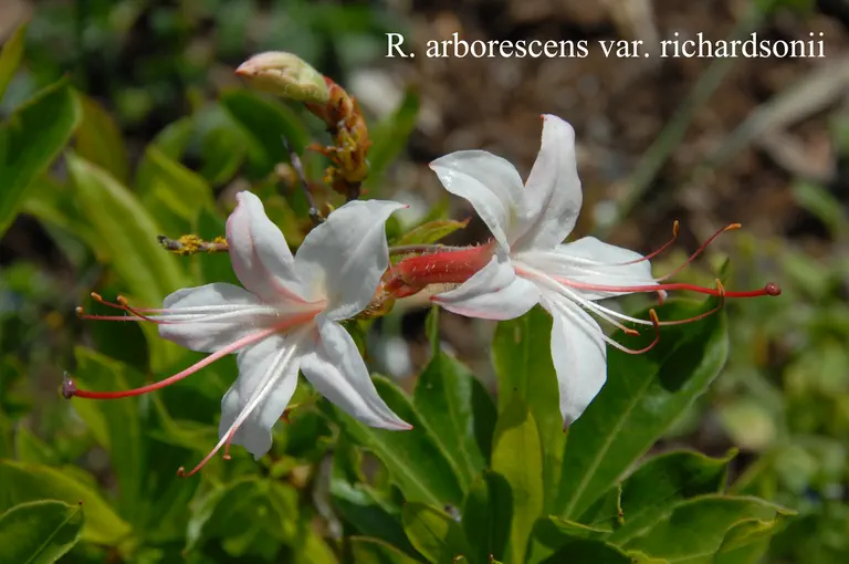 Photo of R. arborescens var richardsonii, Species