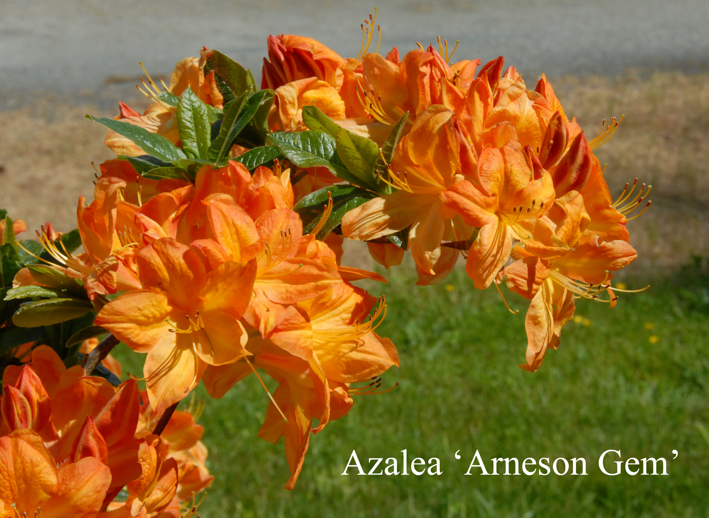 Rhododendron Arneson Gem photo