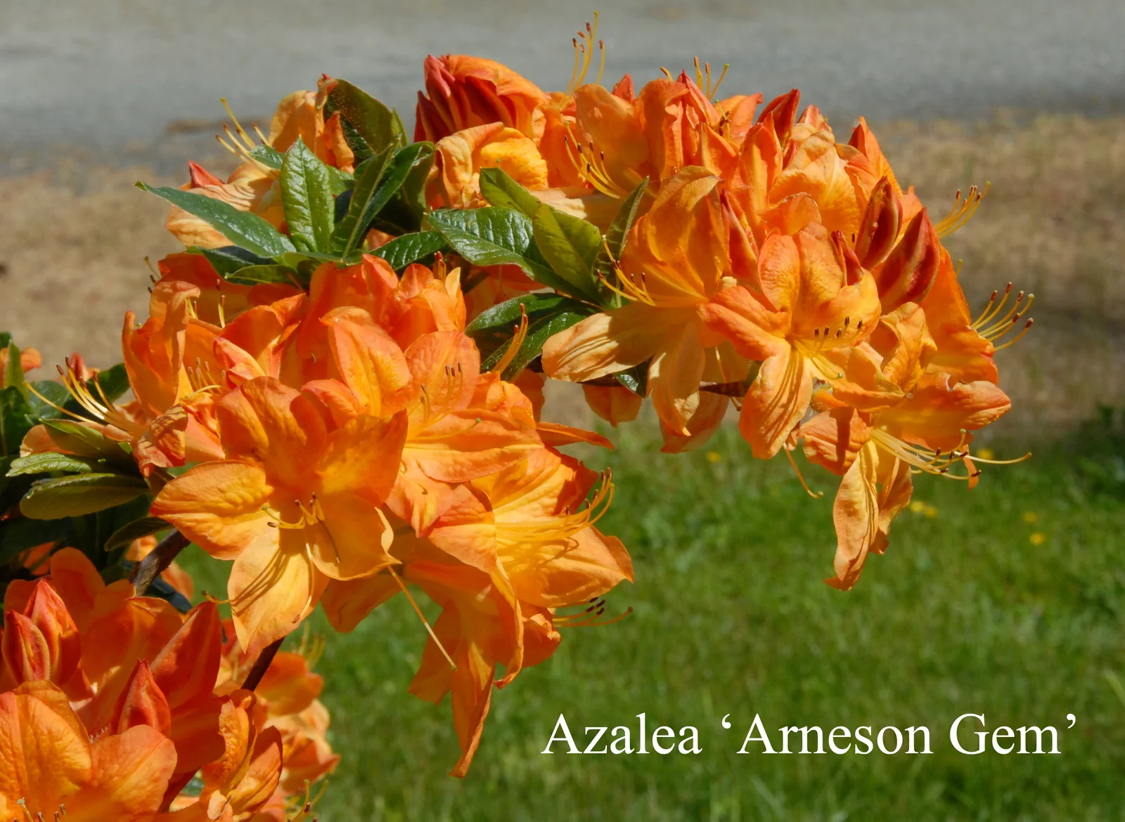 R. 'Arneson Gem' photo of R. 'Arneson Gem'. Location: Fearing's Farm Nursery, Abbotsford, BC, Canada. Photo by: Harold Fearing
