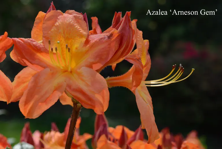 Photo of R. 'Arneson Gem', Deciduous Azalea Hybrid