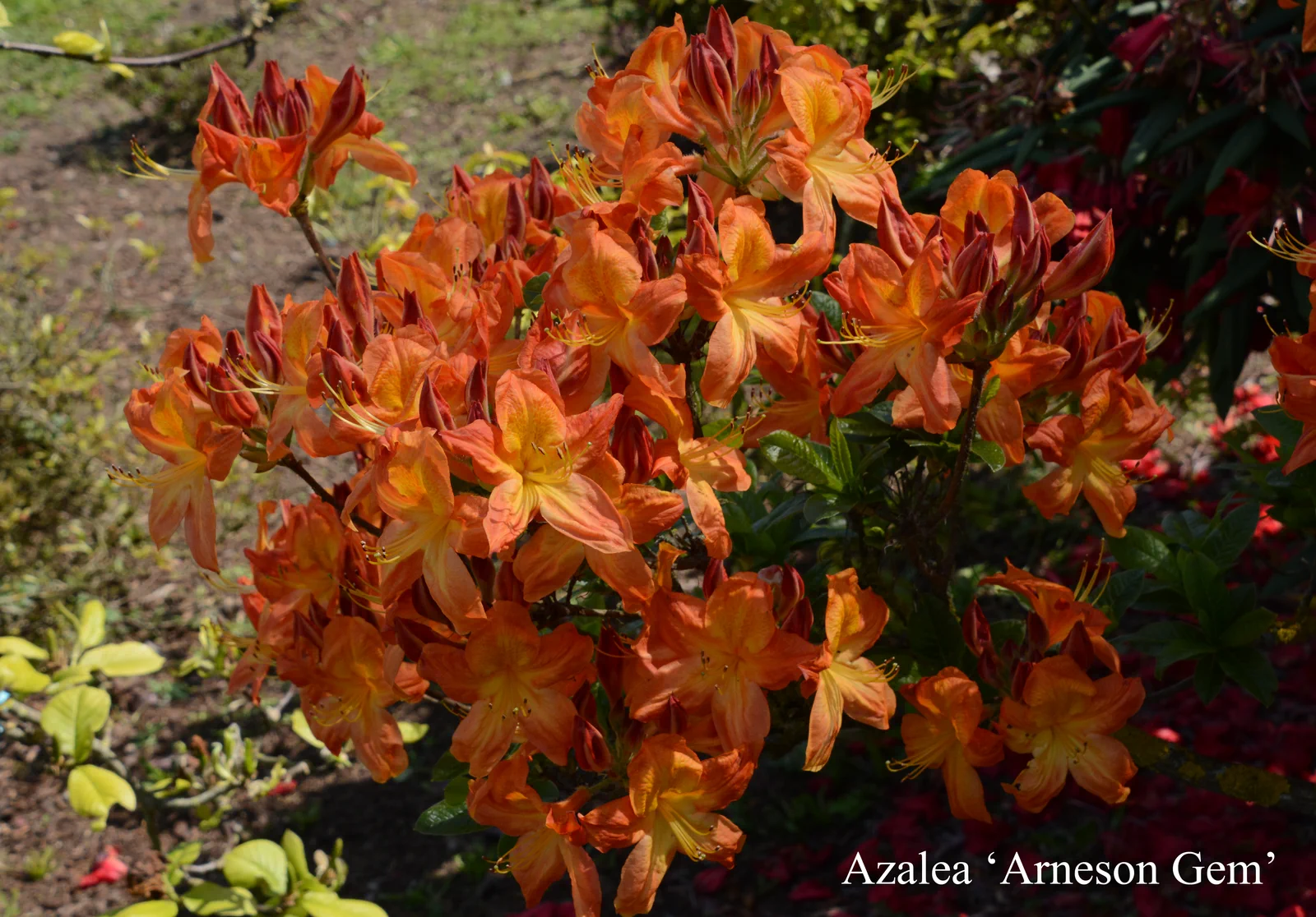 R. 'Arneson Gem' photo of R. 'Arneson Gem'. Exbury. Location: Fearing's Farm Nursery, Abbotsford, BC, Canada. Photo by: Harold Fearing