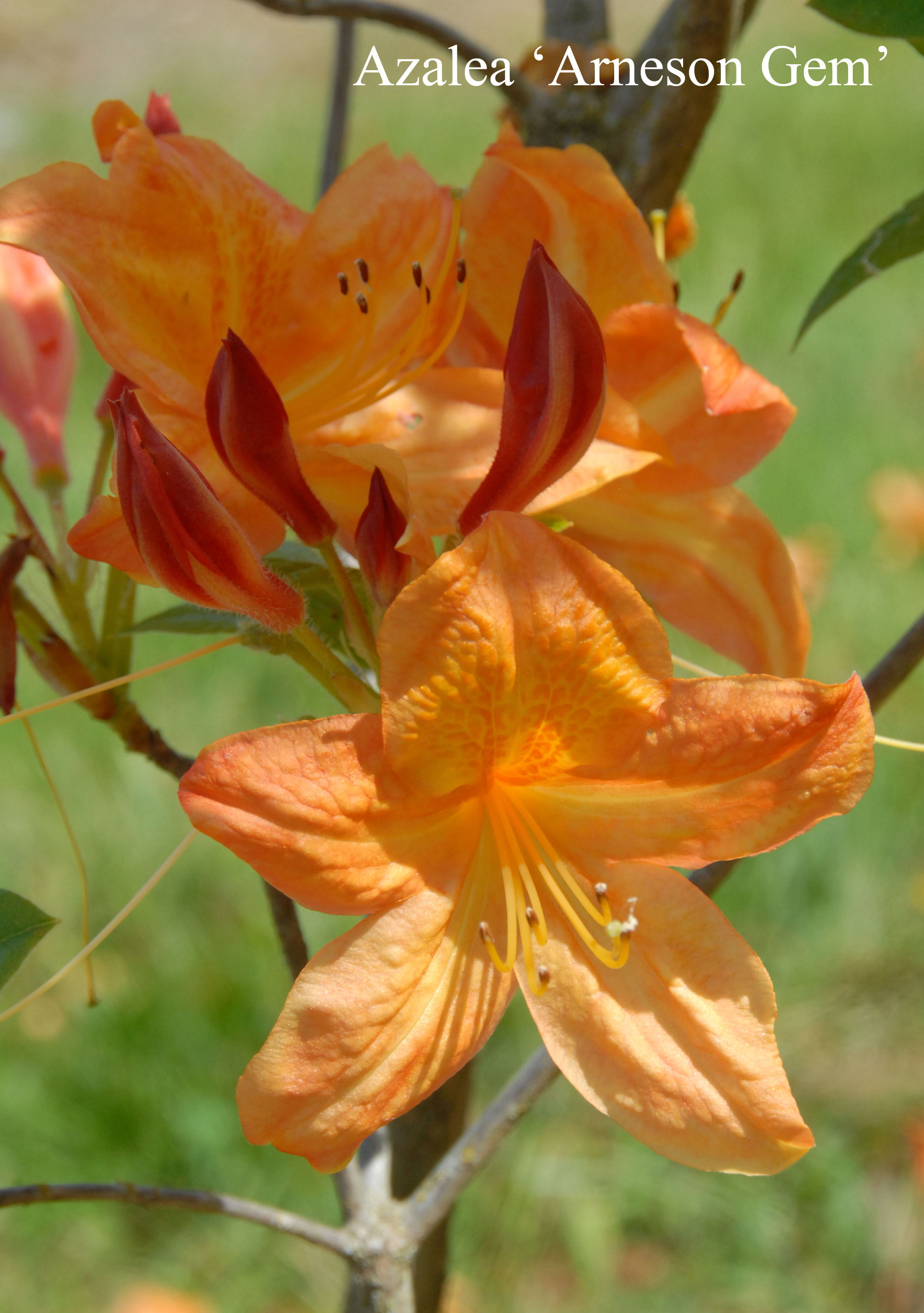 Rhododendron Arneson Gem photo