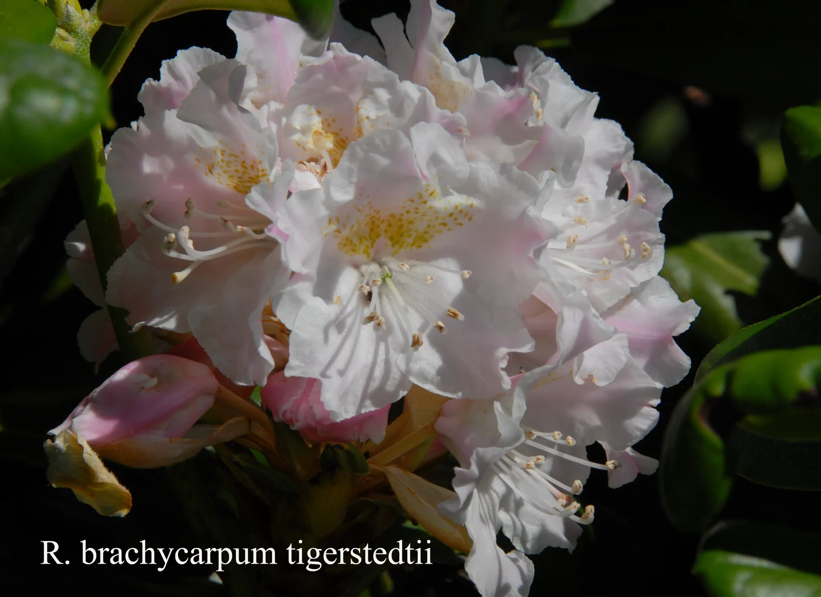 R. brachycarpum ssp tigerstedtii photo of R. brachycarpum ssp tigerstedtii. Location: Fearing's Farm Nursery, Abbotsford, BC, Canada. Photo by: Harold Fearing