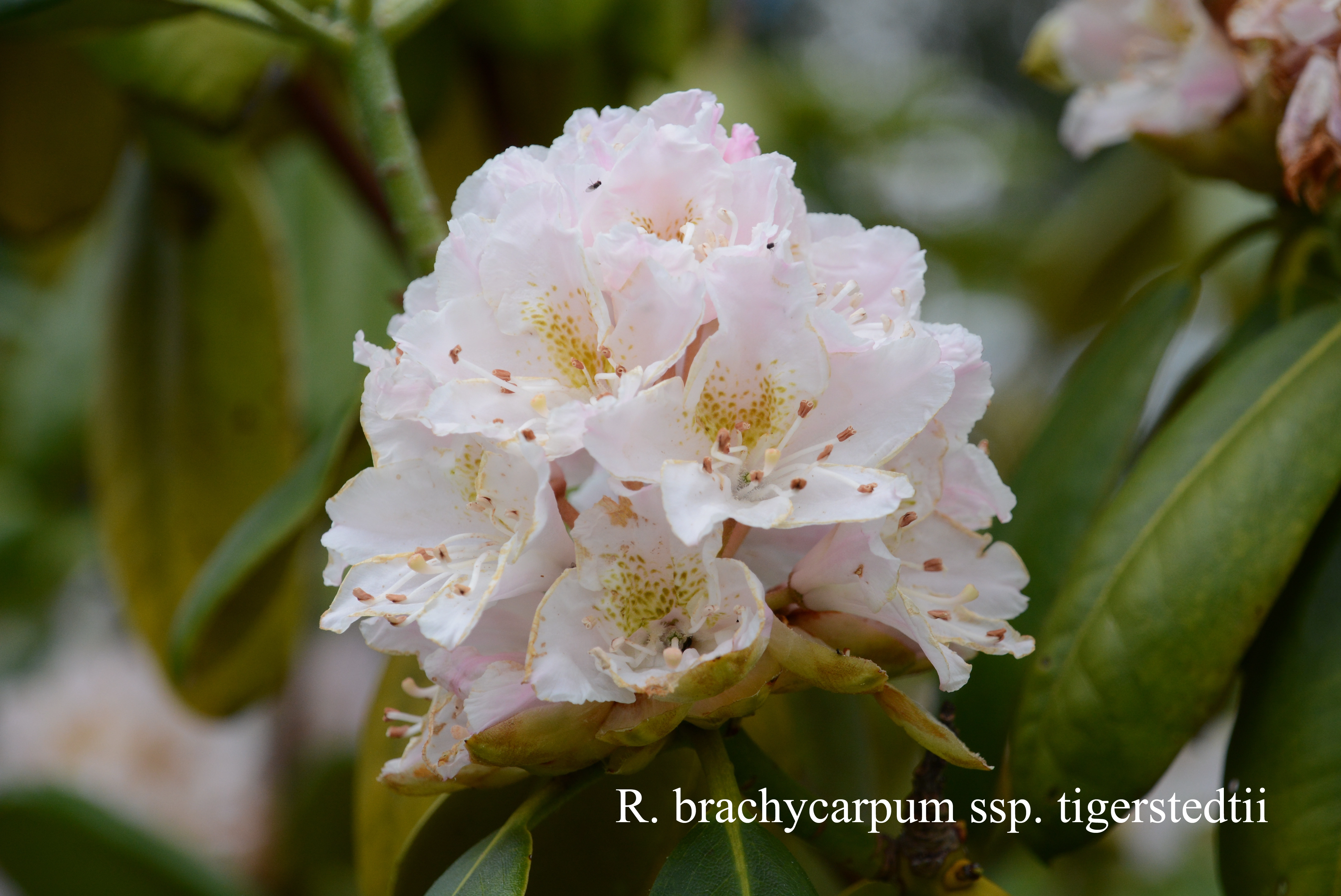 Rhododendron brachycarpum ssp tigerstedtii photo