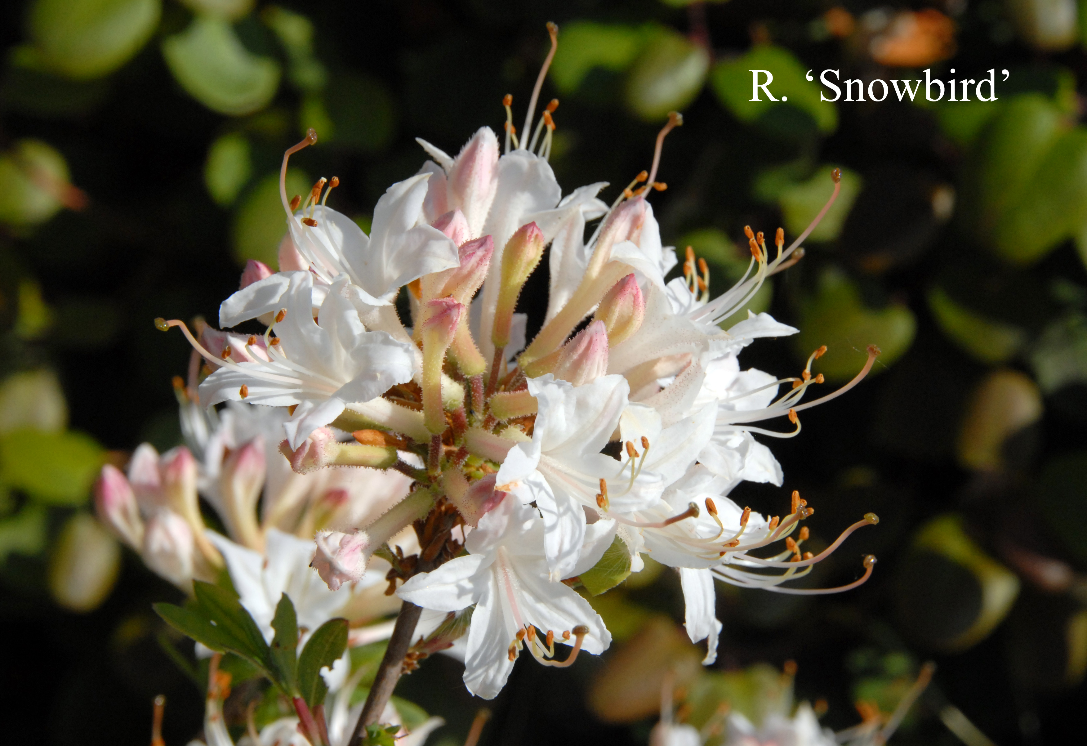 Rhododendron Snowbird photo