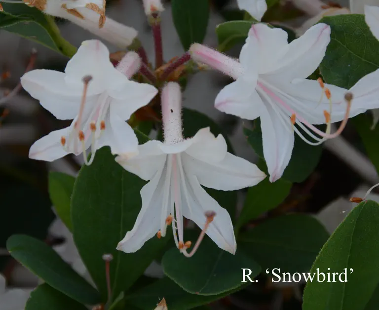 Photo of R. 'Snowbird', Azalea Hybrid