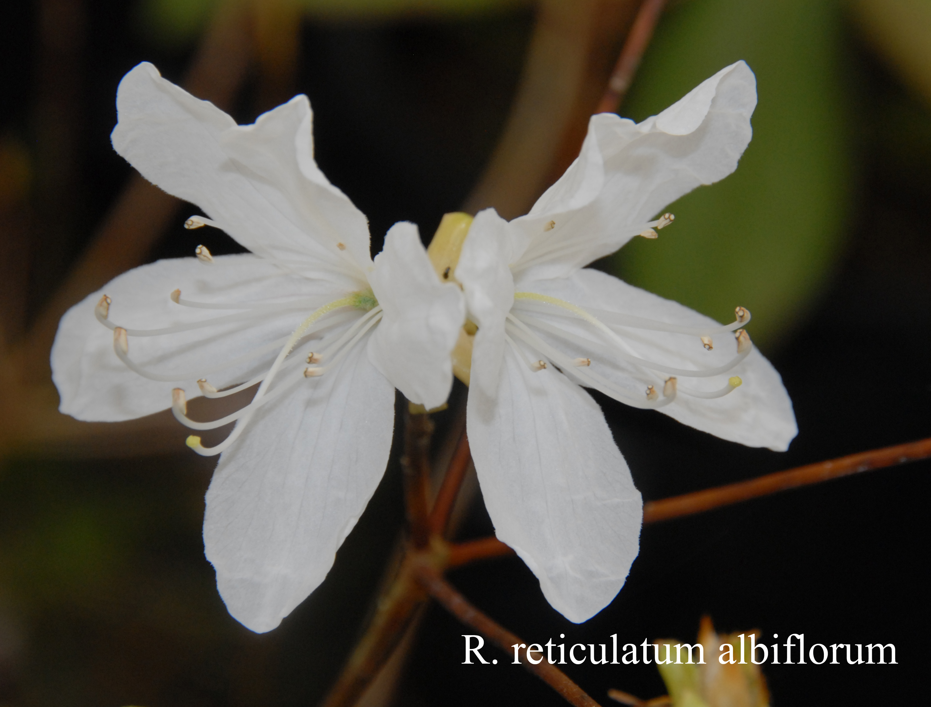 Rhododendron reticulatum  var albiflorum photo