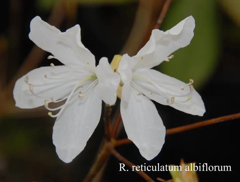 Photo of R. reticulatum var albiflorum, Species