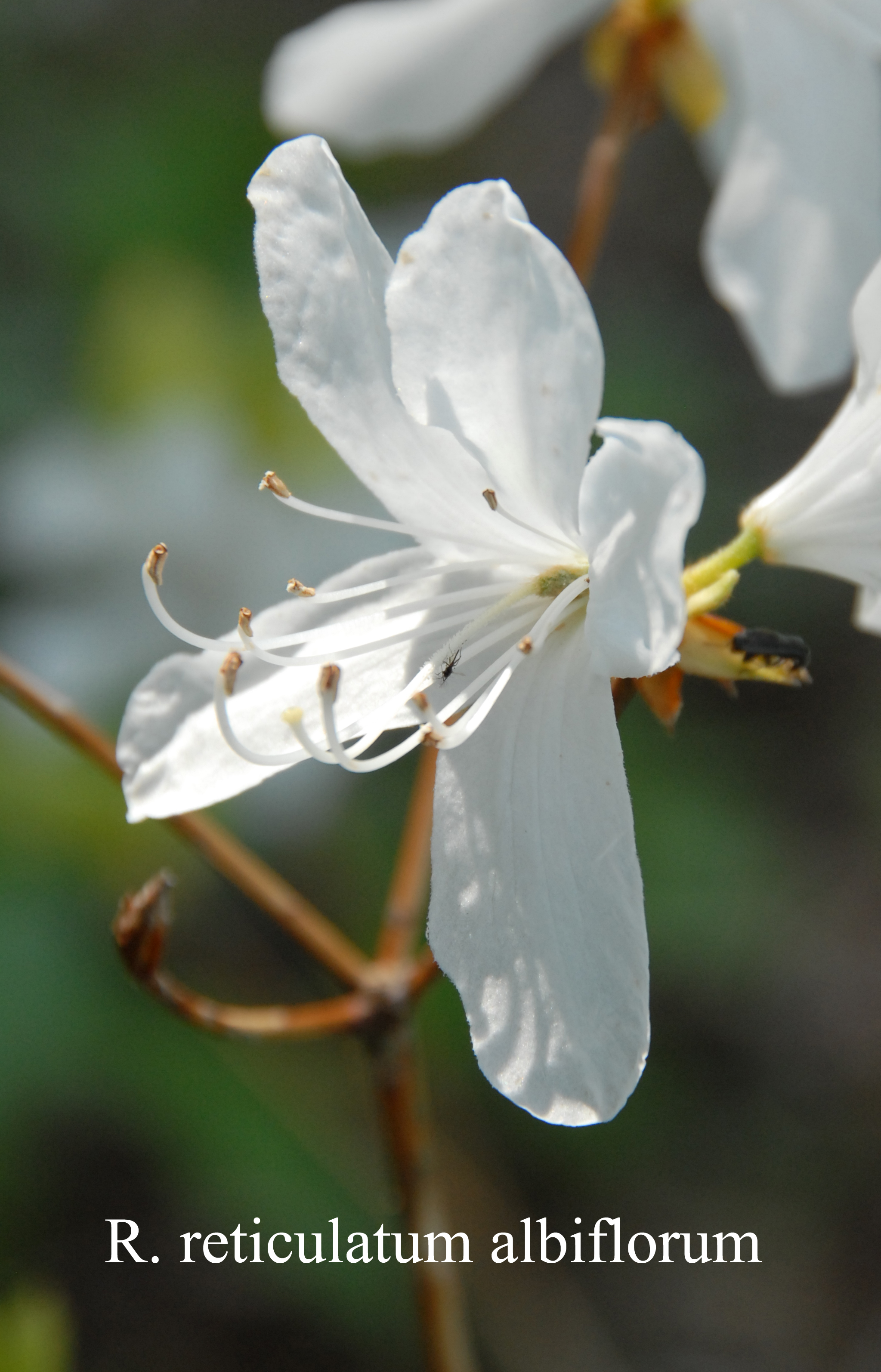 Rhododendron reticulatum  var albiflorum photo
