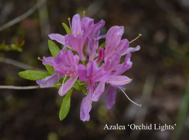 Photo of R. 'Orchid Lights', Deciduous Azalea Hybrid