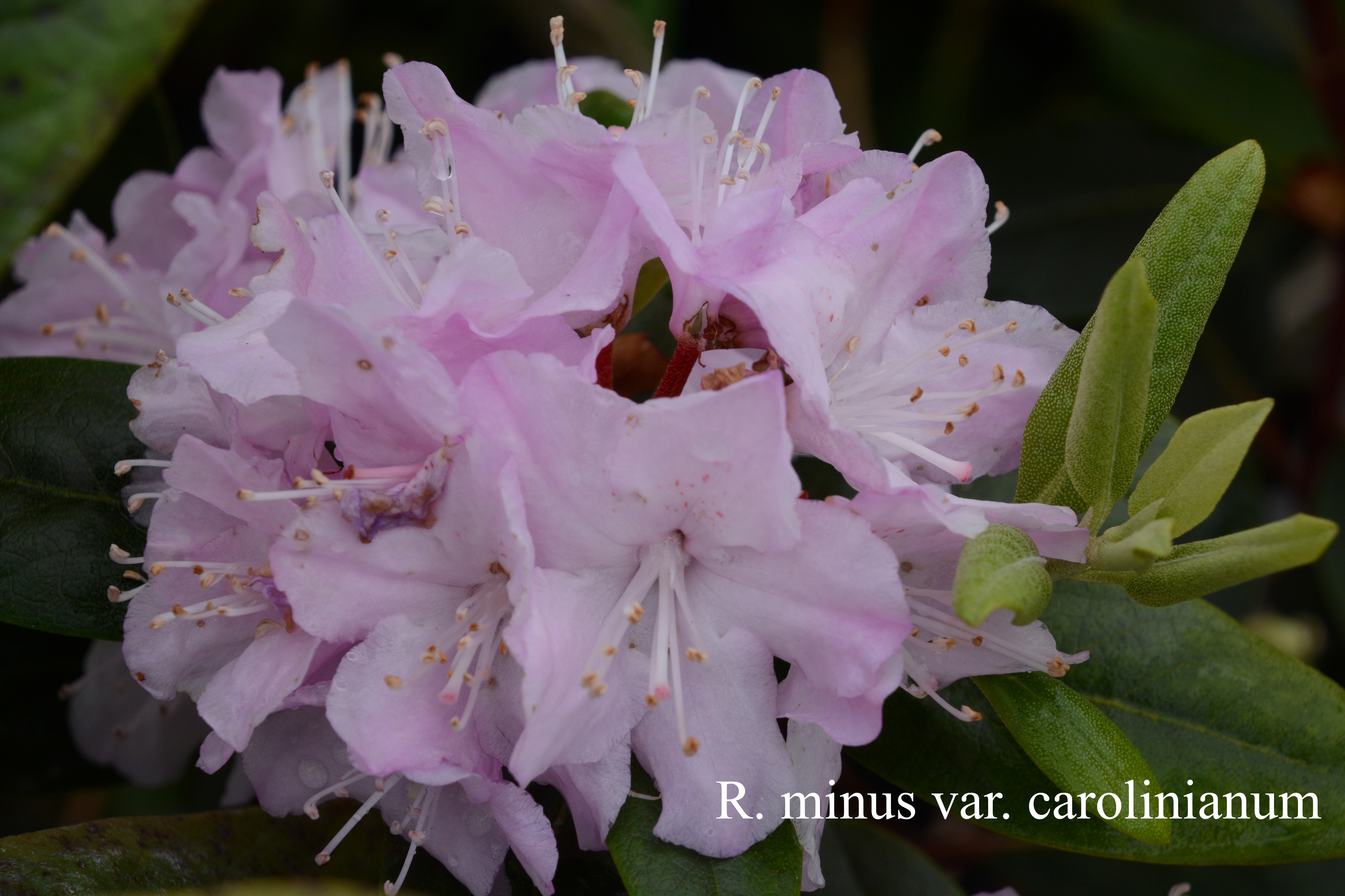 Rhododendron minus Carolinianum Group photo