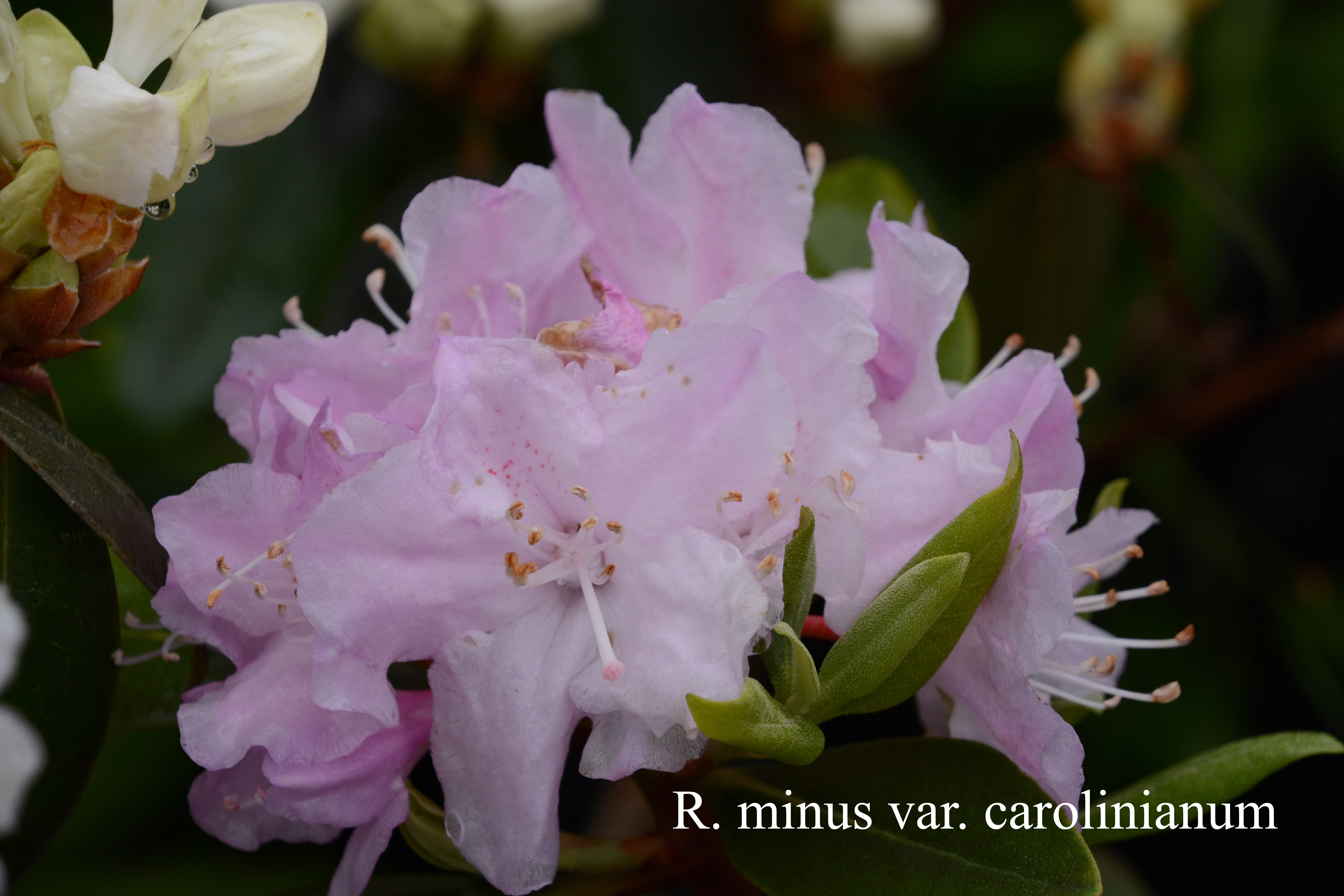 Rhododendron minus Carolinianum Group photo