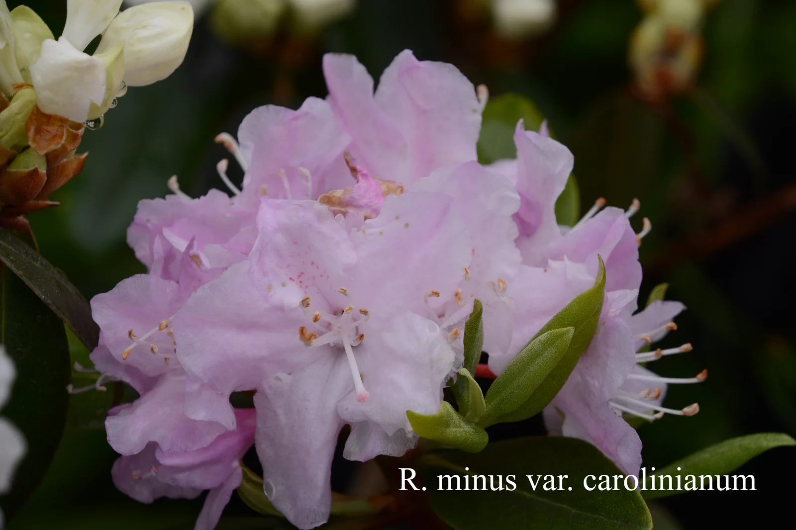 R. minus Carolinianum Group photo of R. minus Carolinianum Group. ARS-10-734. Location: Fearing's Farm Nursery, Abbotsford, BC, Canada. Photo by: Harold Fearing