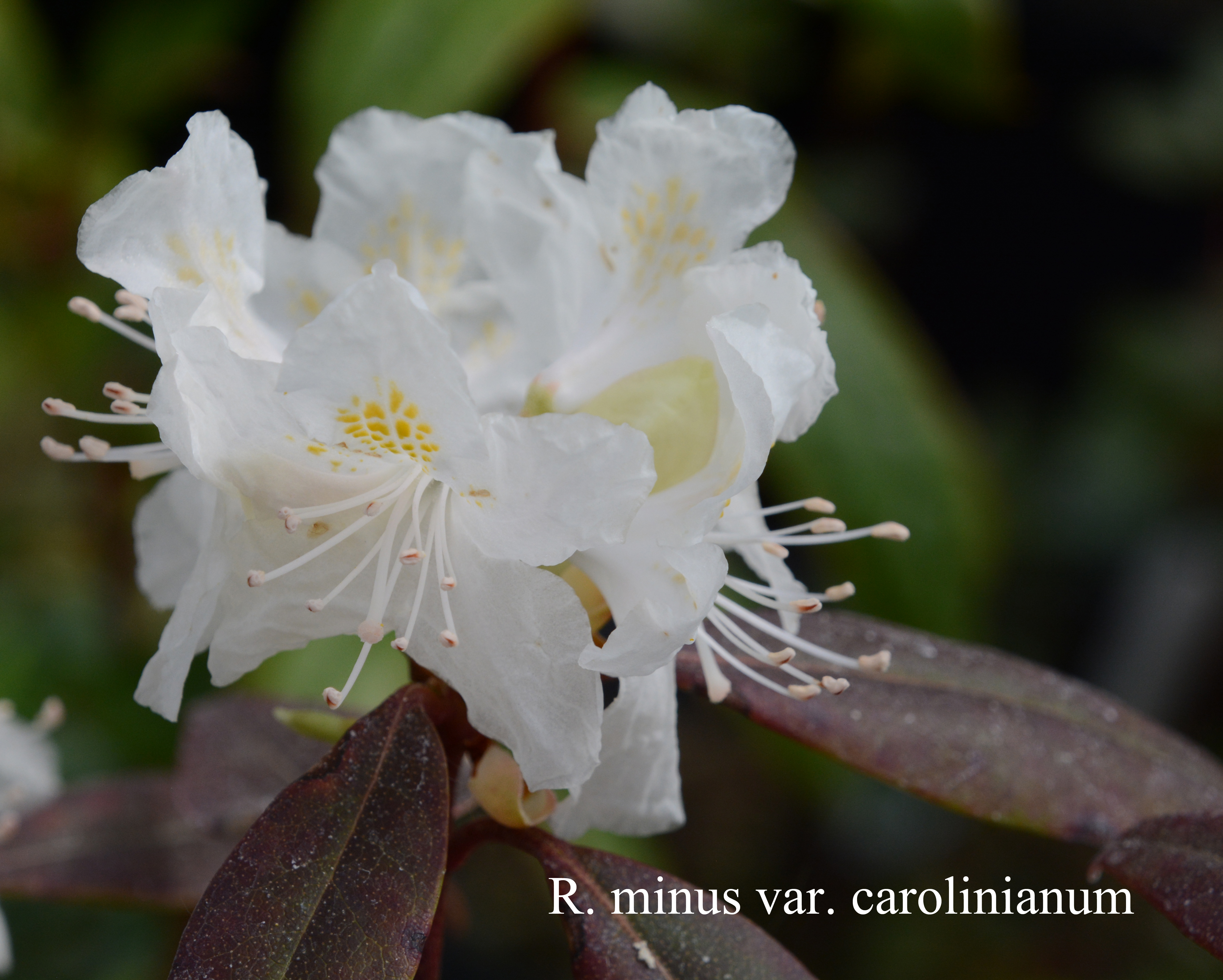 Rhododendron minus Carolinianum Group photo