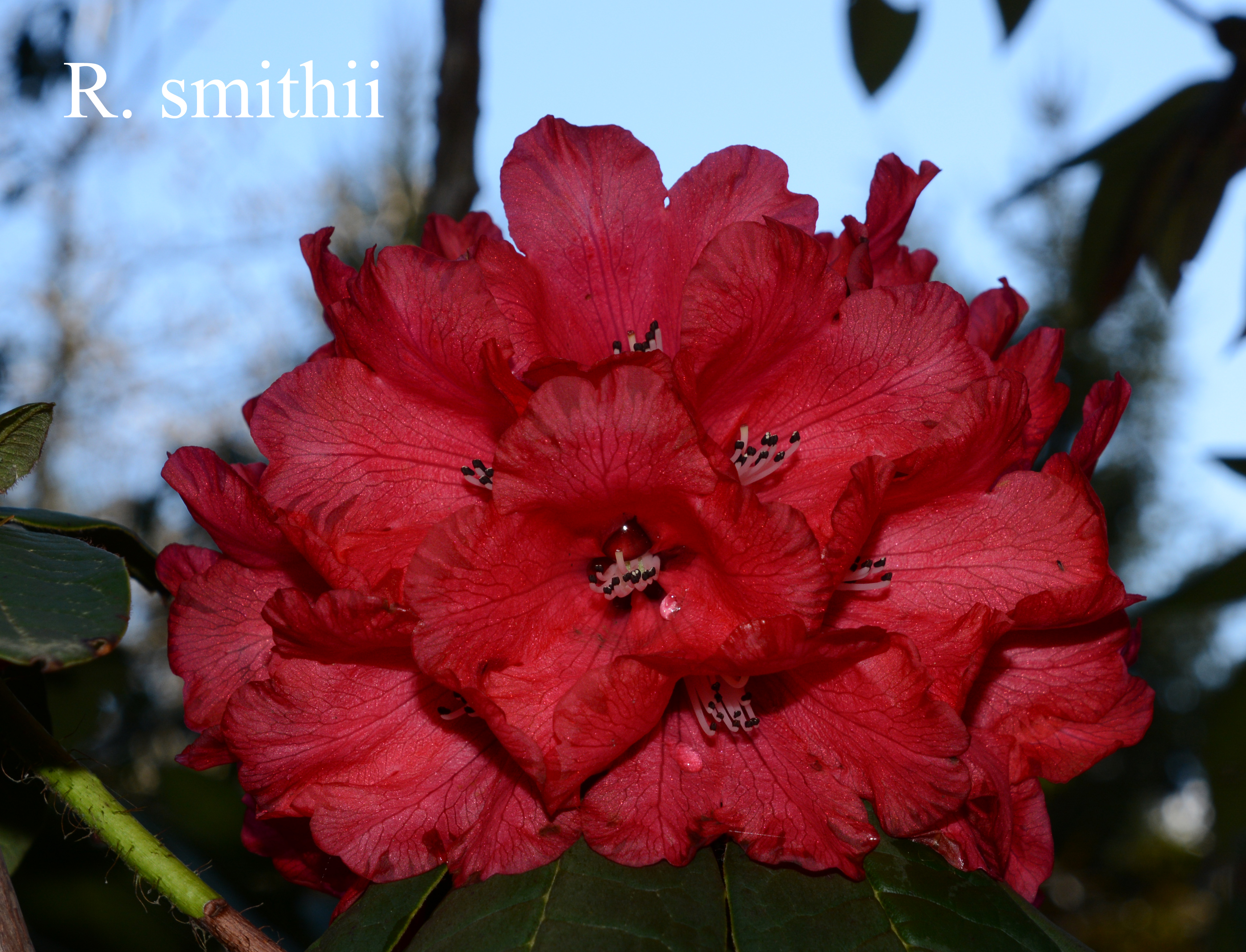 Rhododendron argipeplum photo