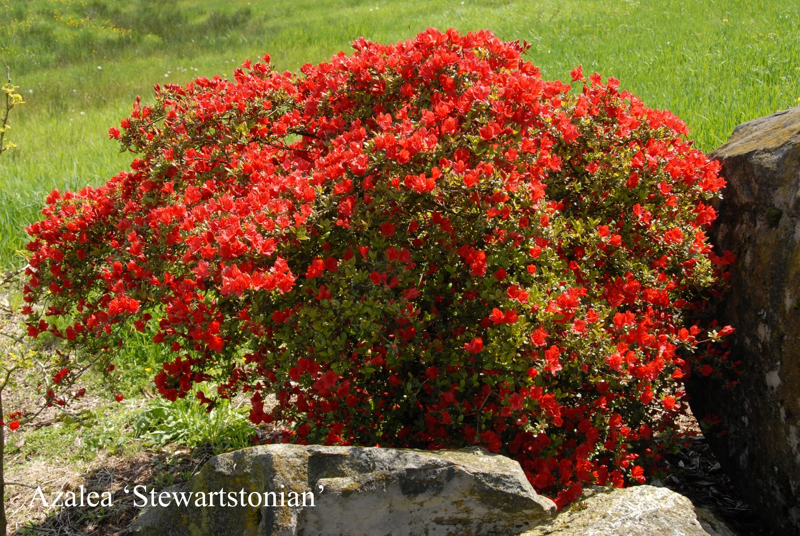 R. 'Stewartstonian' photo of R. 'Stewartstonian'. Location: Fearing's Farm Nursery, Abbotsford, BC, Canada. Photo by: Harold Fearing