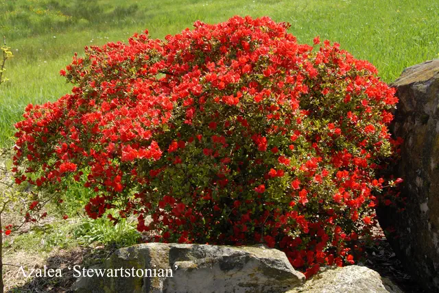 Photo of R. 'Stewartstonian', Evergreen Azalea Hybrid