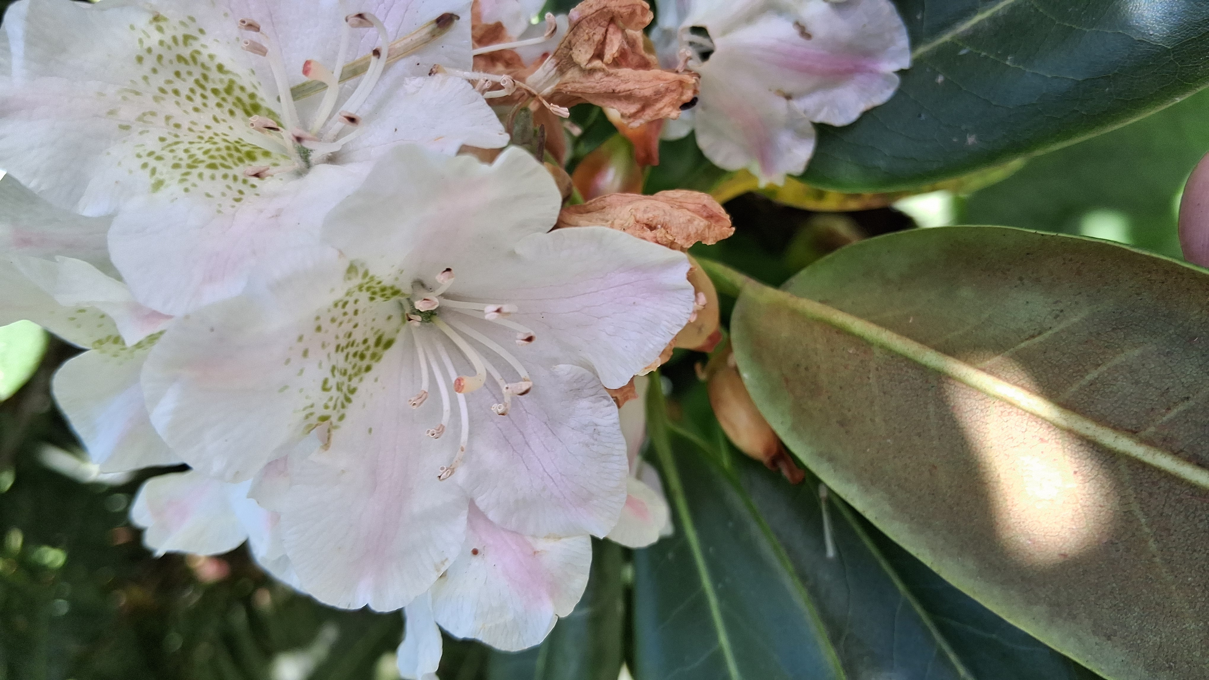 Rhododendron brachycarpum ssp fauriei photo