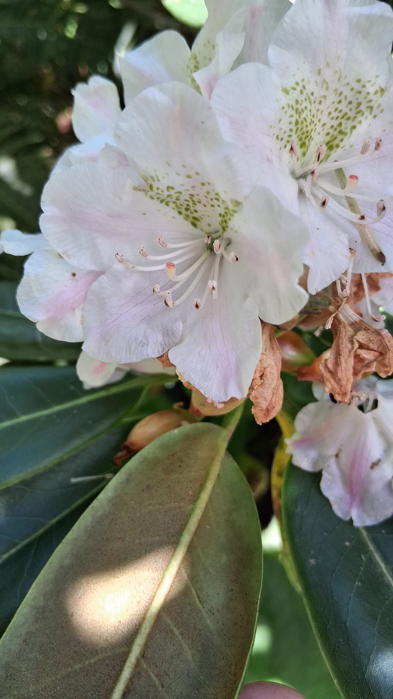 R. brachycarpum ssp fauriei photo of R. brachycarpum ssp fauriei. R. brachycarpum ssp fauriei flower close shot and the underside of the leaf. Location: Rhododendron Species Botanical Garden. Photo by: Thatrhodylady