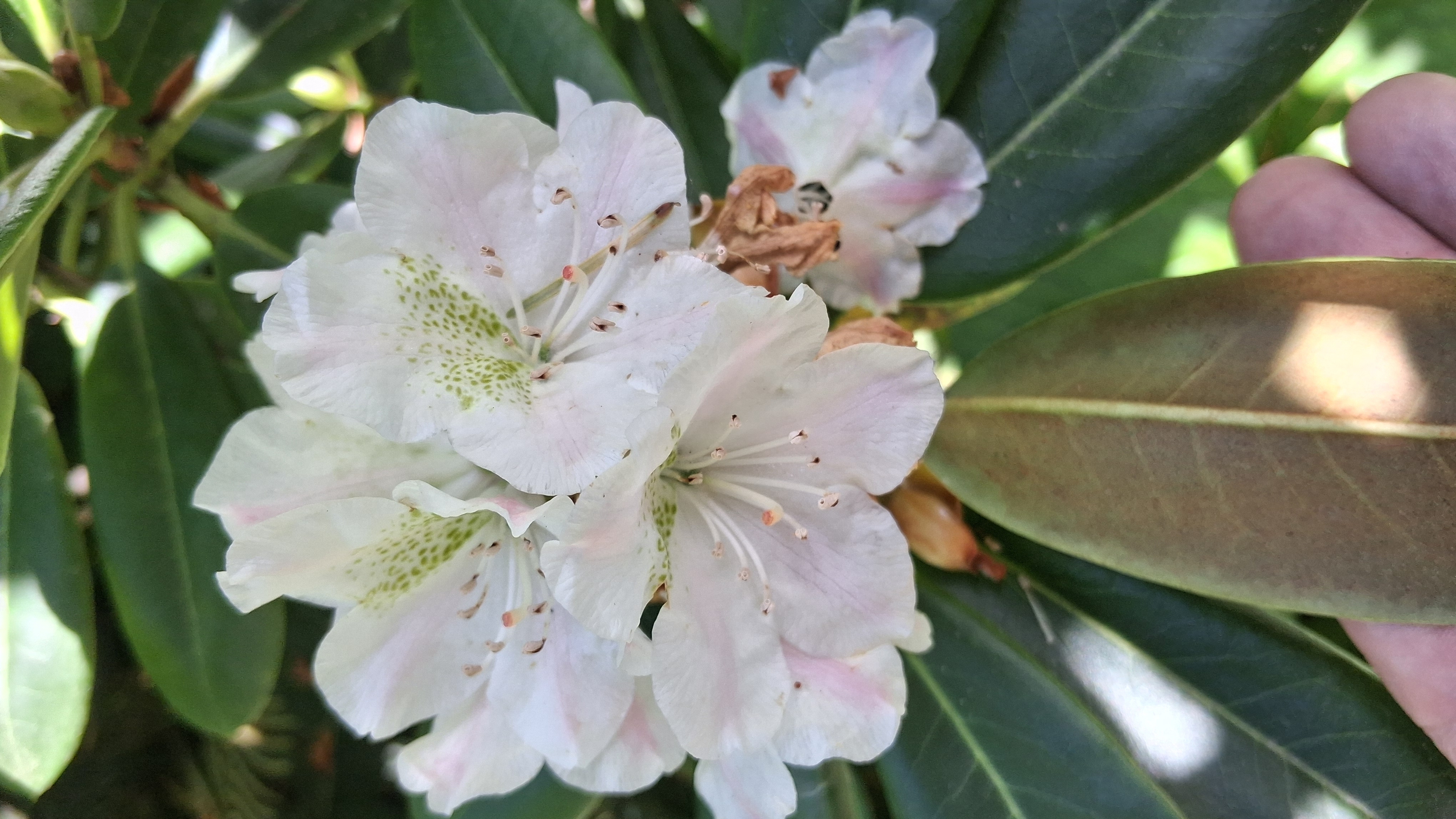 Rhododendron brachycarpum ssp fauriei photo