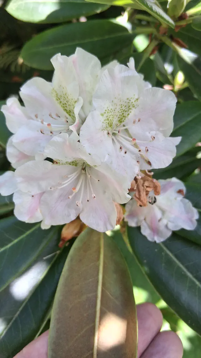 Photo of R. brachycarpum ssp fauriei, Species