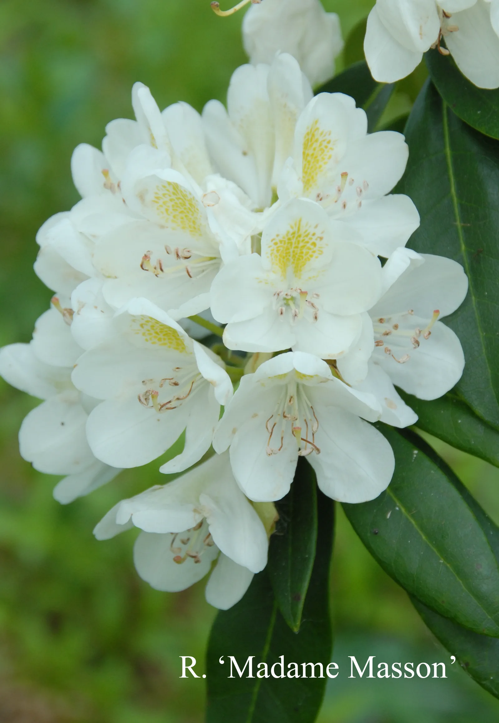R. 'Madame Masson' photo of R. 'Madame Masson'. Location: Fearing's Farm Nursery, Abbotsford, BC, Canada. Photo by: Harold Fearing