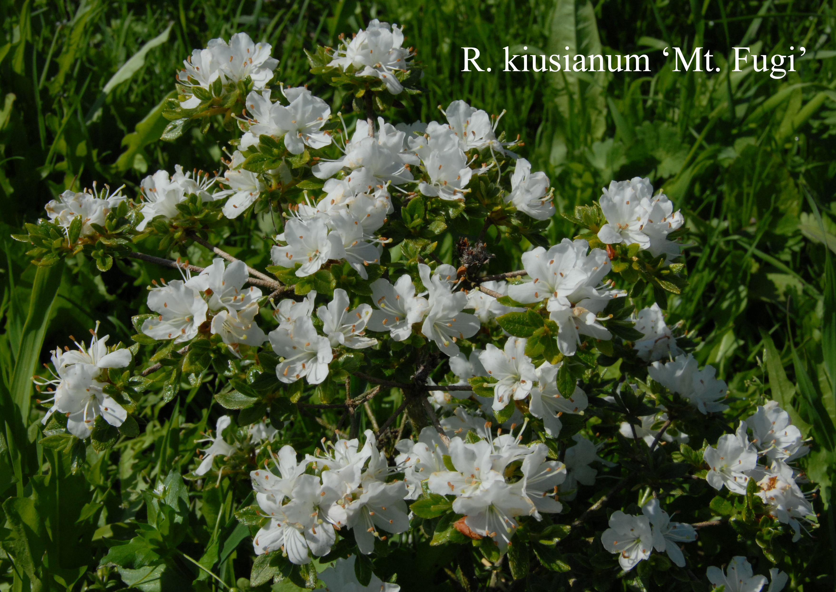 Rhododendron Mount Fuji photo