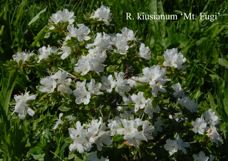 Photo of R. kiusianum var kiusianum 'Mount Fuji', Evergreen Azalea Species Selection