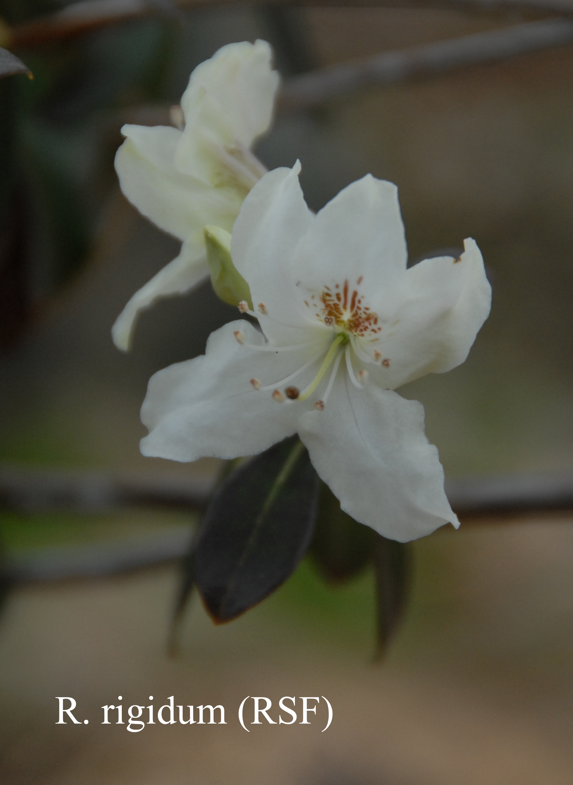 Rhododendron rigidum photo