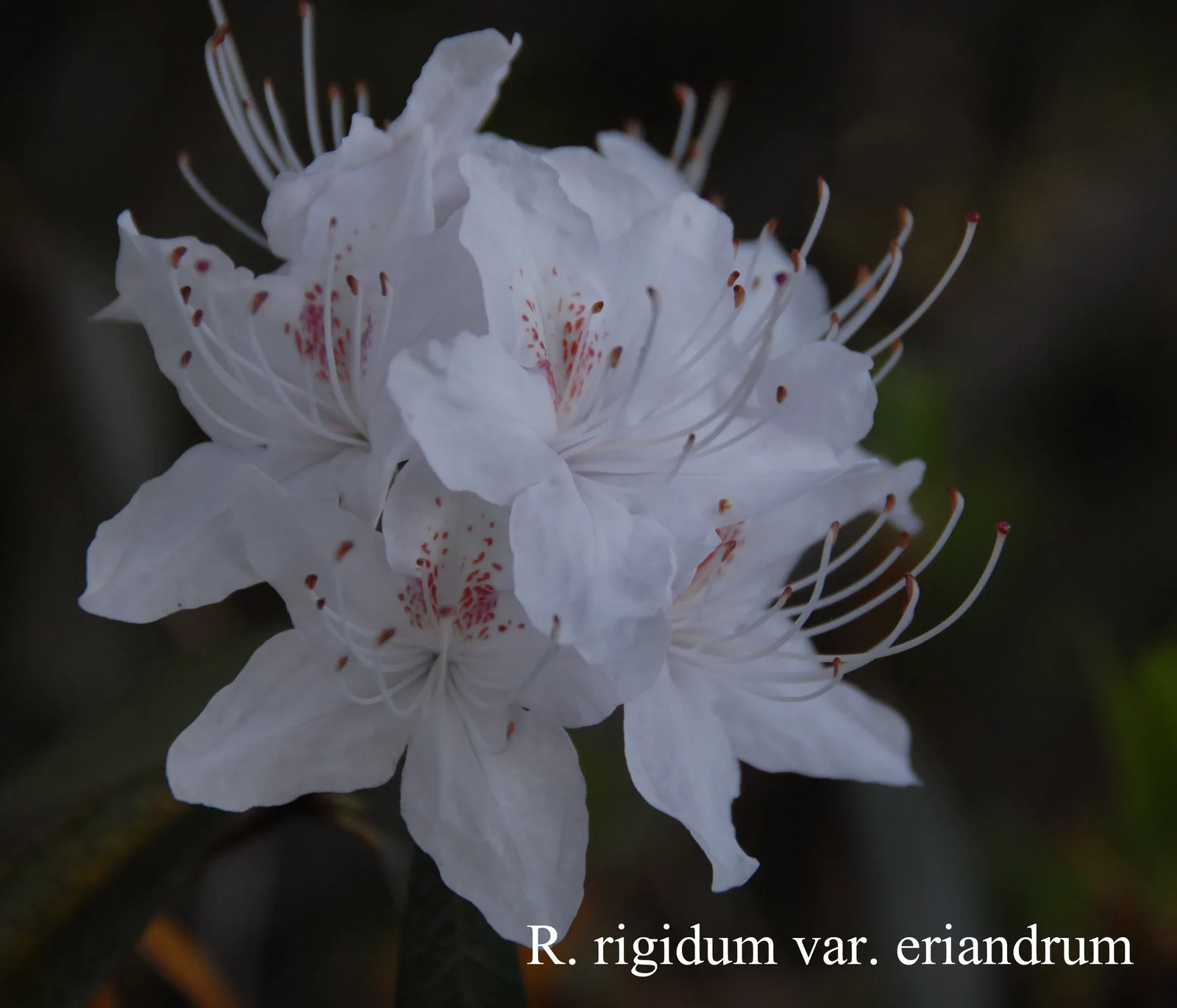 R. rigidum photo of R. rigidum. Location: Fearing's Farm Nursery, Abbotsford, BC, Canada. Photo by: Harold Fearing