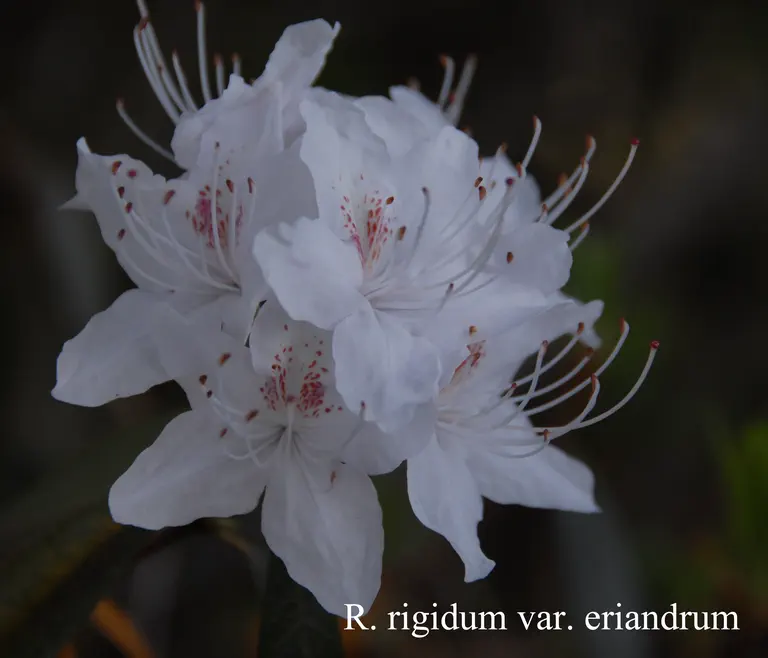 Photo of R. rigidum, Species