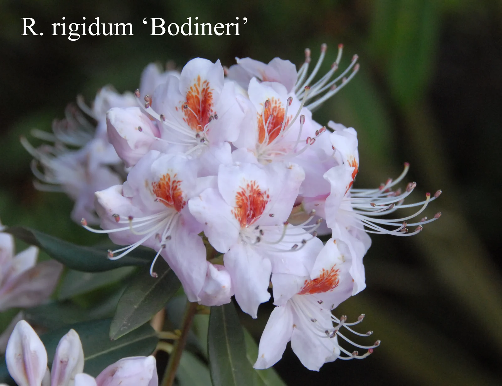 R. rigidum photo of R. rigidum. Location: Fearing's Farm Nursery, Abbotsford, BC, Canada. Photo by: Harold Fearing