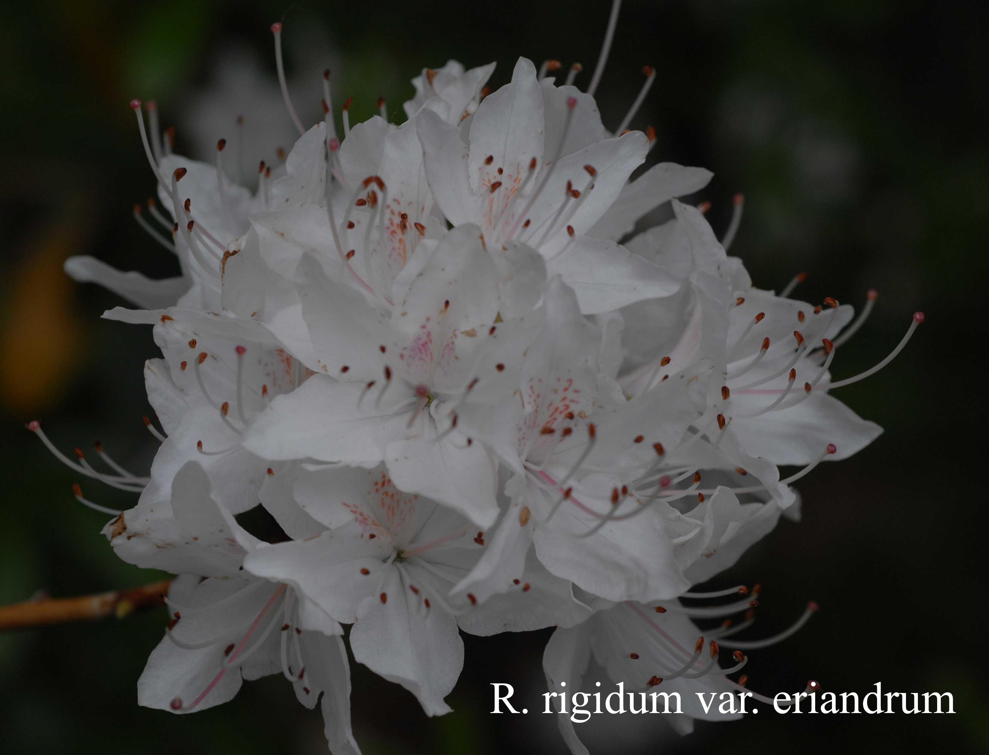 Rhododendron rigidum photo