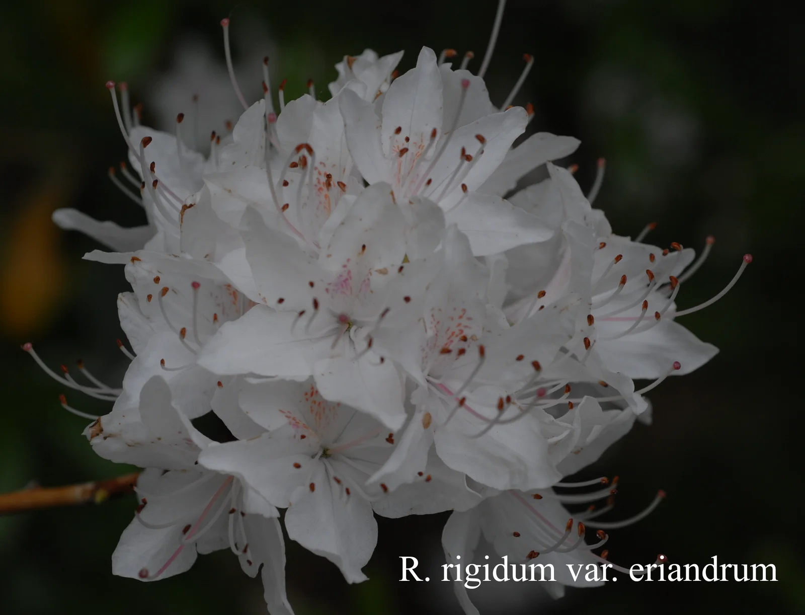 R. rigidum photo of R. rigidum. Location: Fearing's Farm Nursery, Abbotsford, BC, Canada. Photo by: Harold Fearing