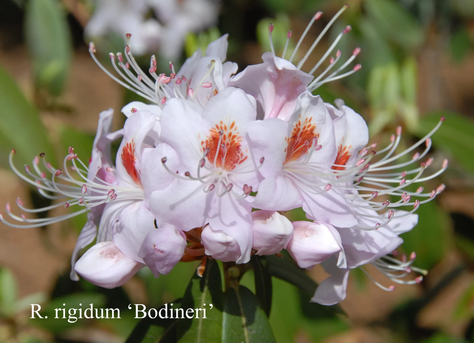 R. rigidum photo of R. rigidum. Location: Fearing's Farm Nursery, Abbotsford, BC, Canada. Photo by: Harold Fearing
