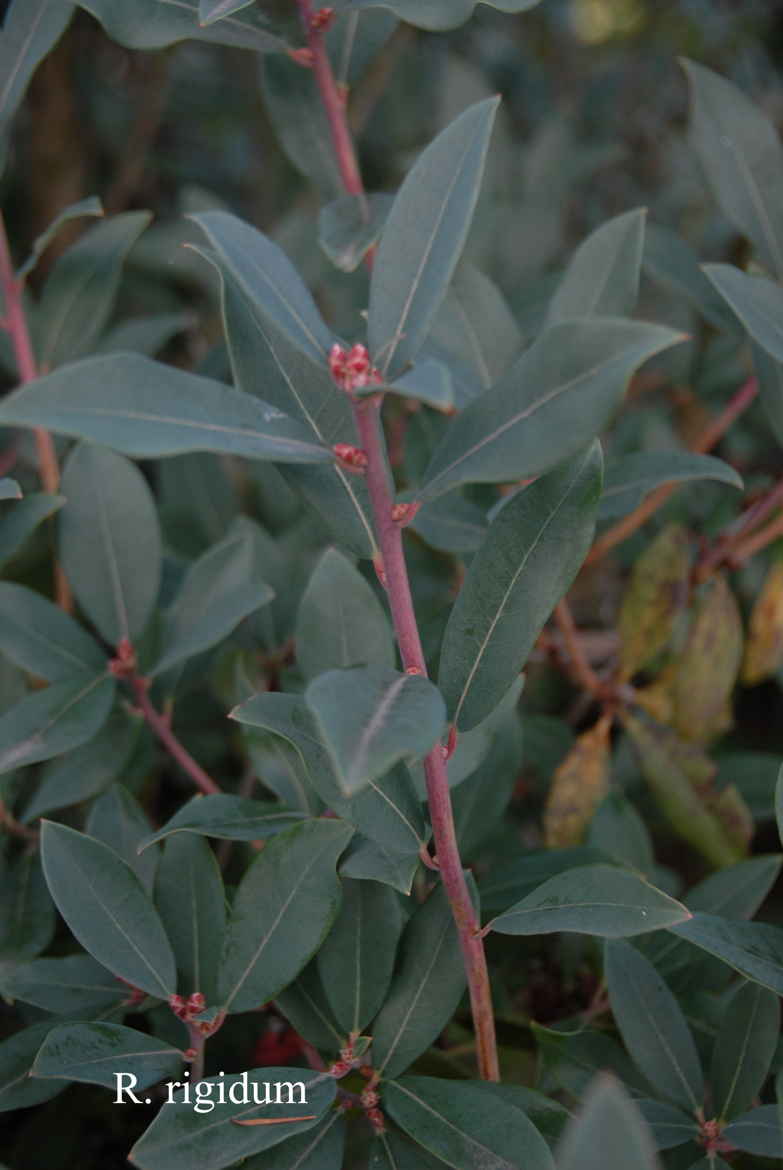 Rhododendron rigidum photo