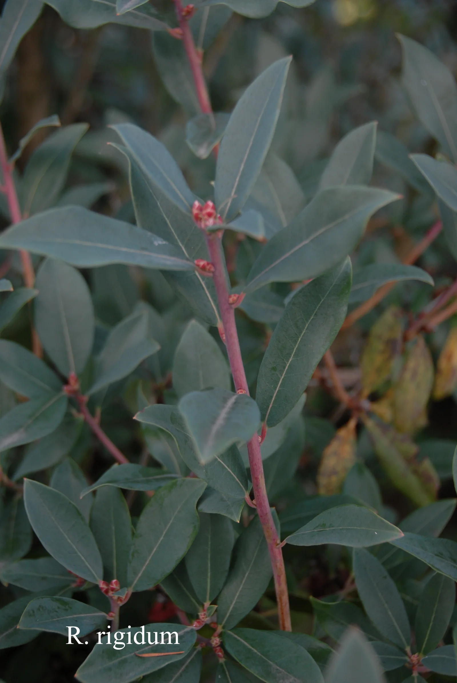 R. rigidum photo of R. rigidum. Leaves. Location: Fearing's Farm Nursery, Abbotsford, BC, Canada. Photo by: Harold Fearing