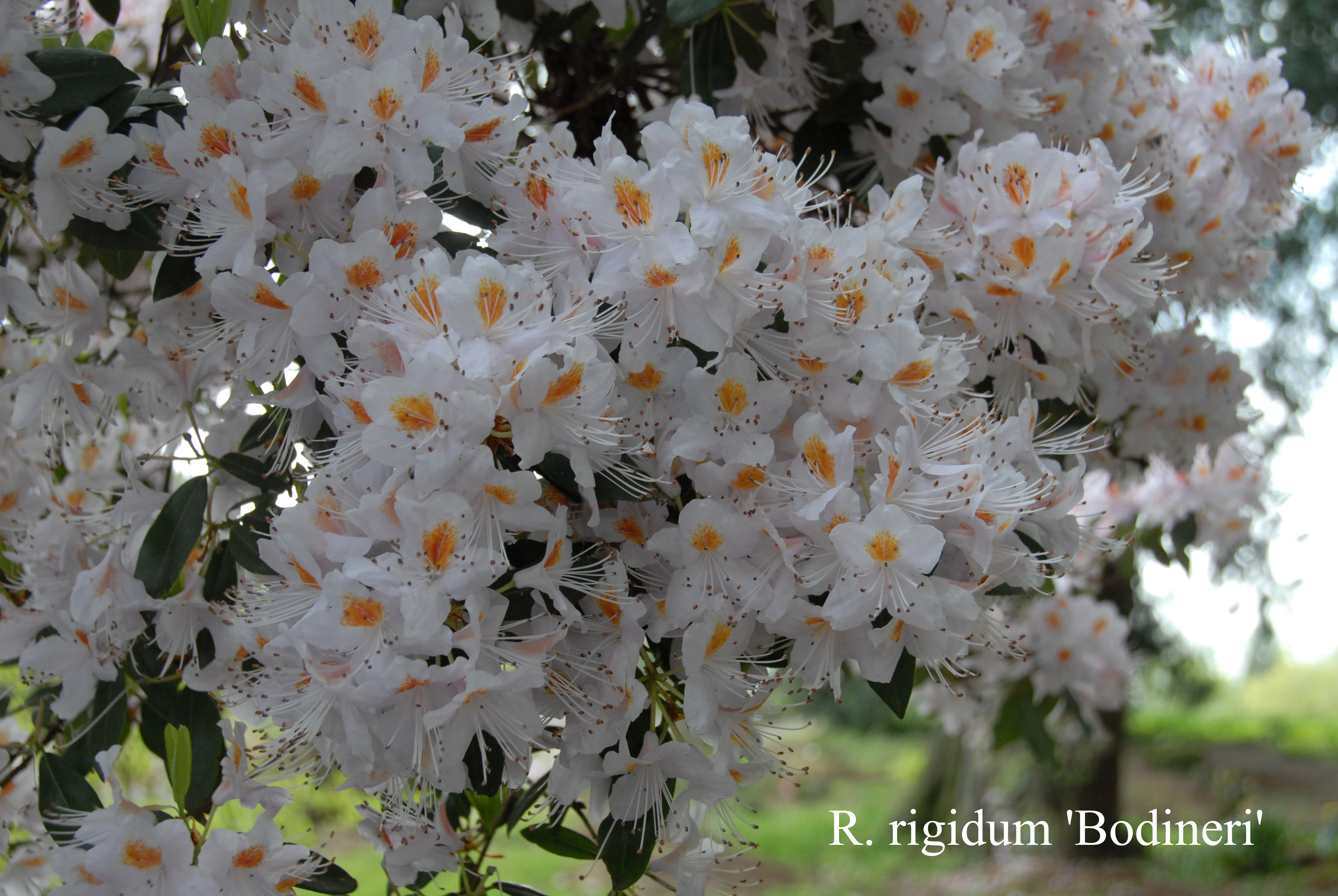 Rhododendron rigidum photo