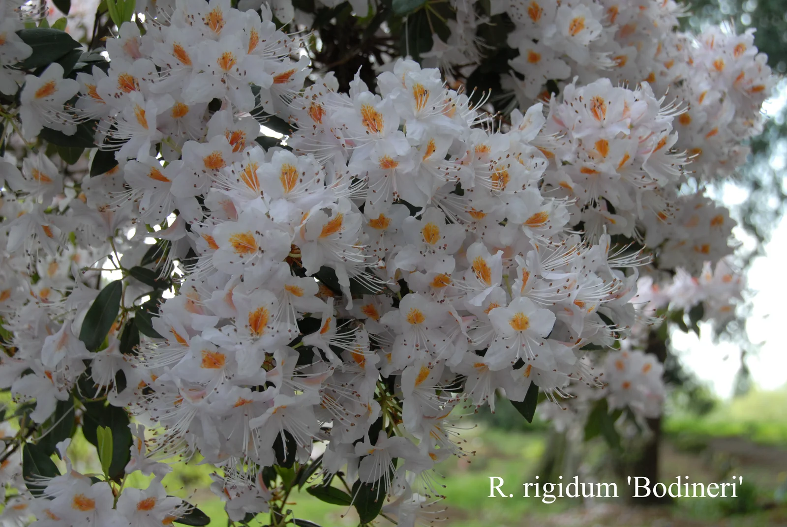 R. rigidum photo of R. rigidum. Location: Fearing's Farm Nursery, Abbotsford, BC, Canada. Photo by: Harold Fearing