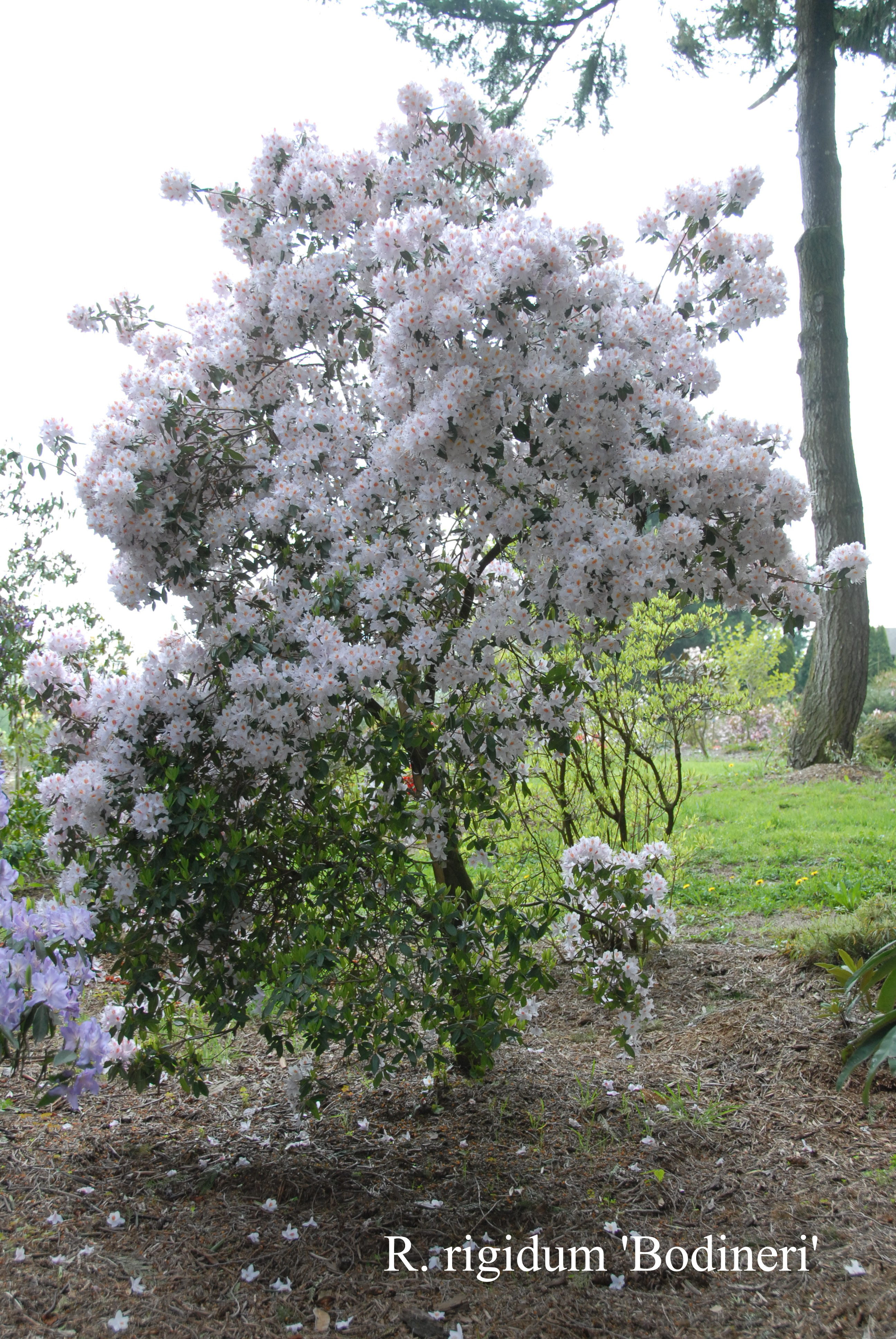 Rhododendron rigidum photo