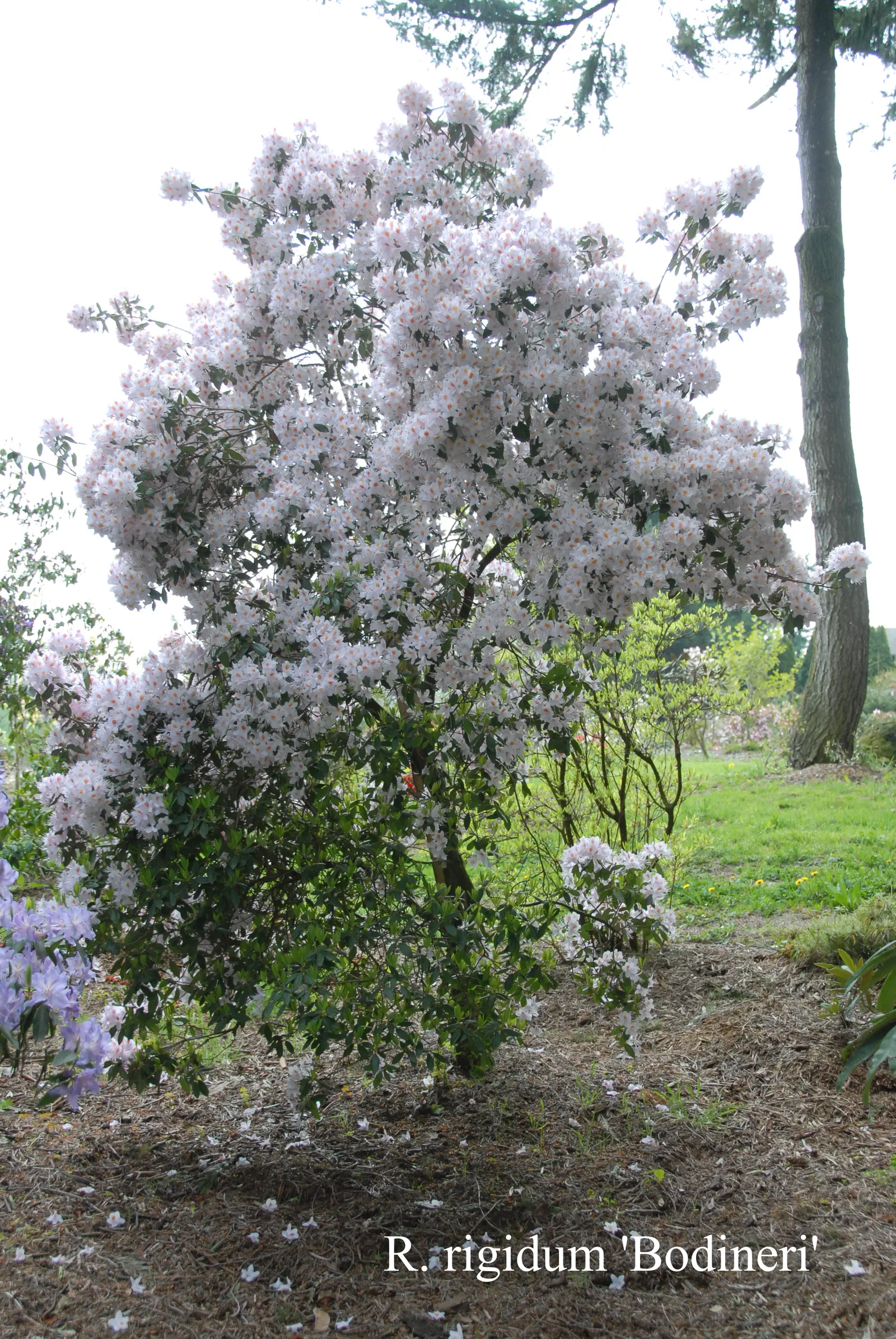 R. rigidum photo of R. rigidum. Location: Fearing's Farm Nursery, Abbotsford, BC, Canada. Photo by: Harold Fearing