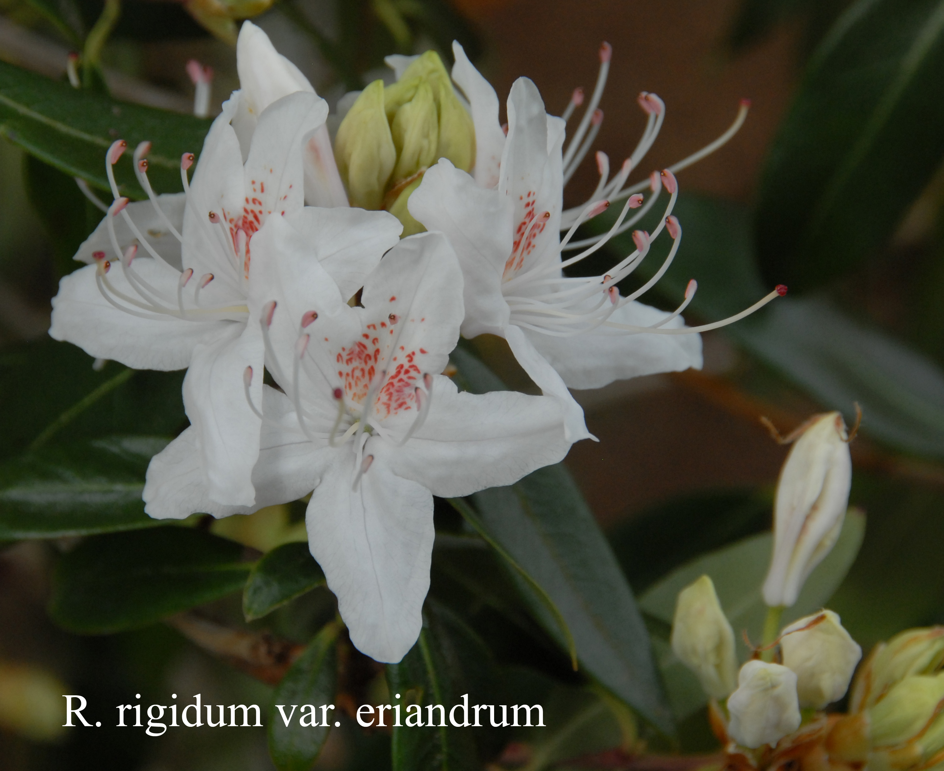 Rhododendron rigidum photo