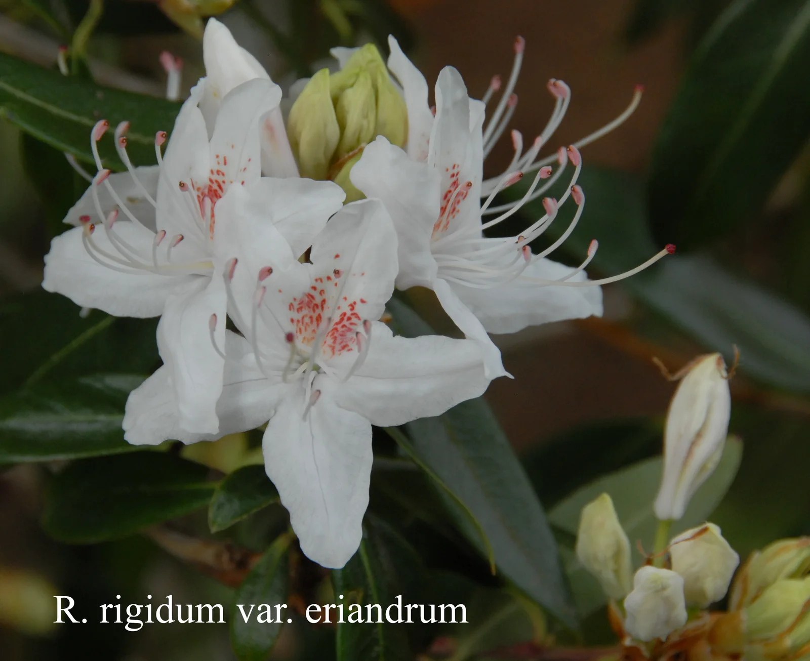 R. rigidum photo of R. rigidum. Location: Fearing's Farm Nursery, Abbotsford, BC, Canada. Photo by: Harold Fearing