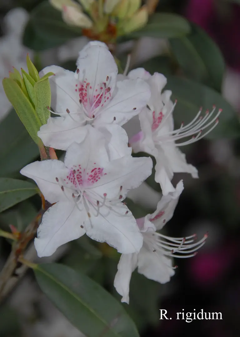 Photo of R. rigidum, Species