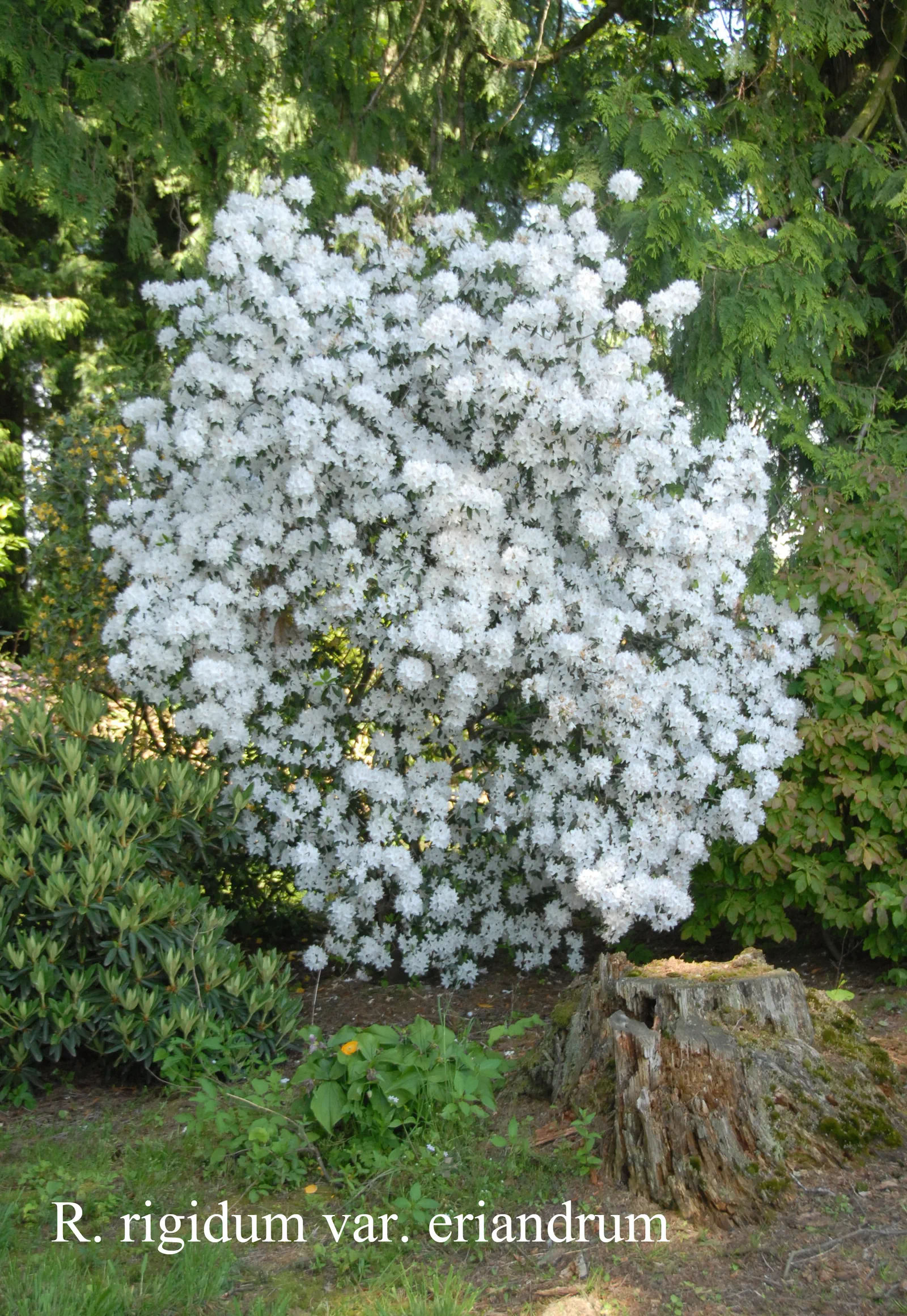 R. rigidum photo of R. rigidum. Location: Fearing's Farm Nursery, Abbotsford, BC, Canada. Photo by: Harold Fearing
