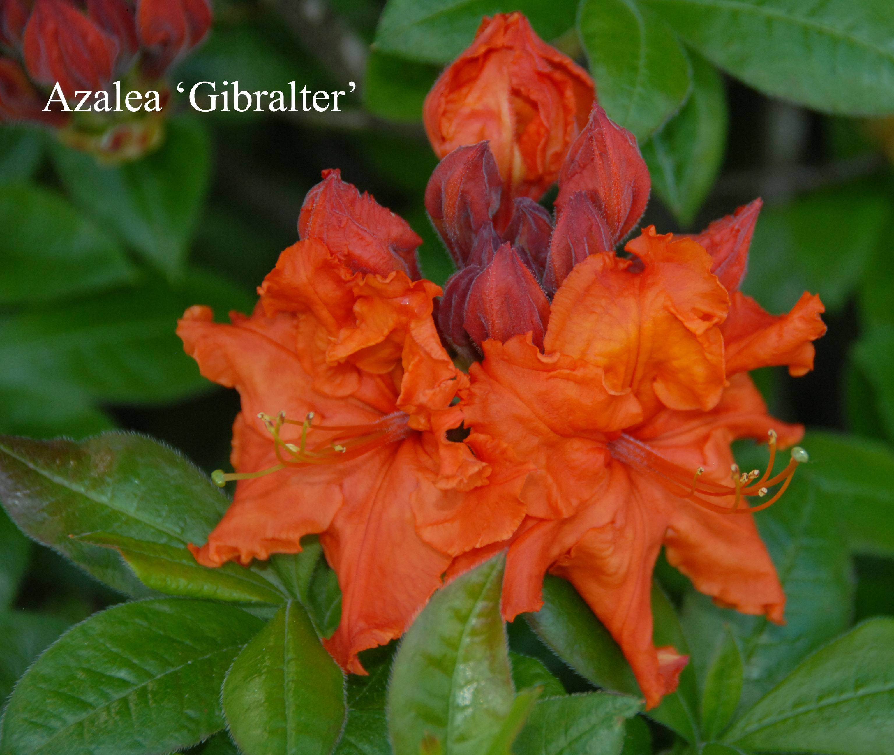 Rhododendron Gibraltar photo