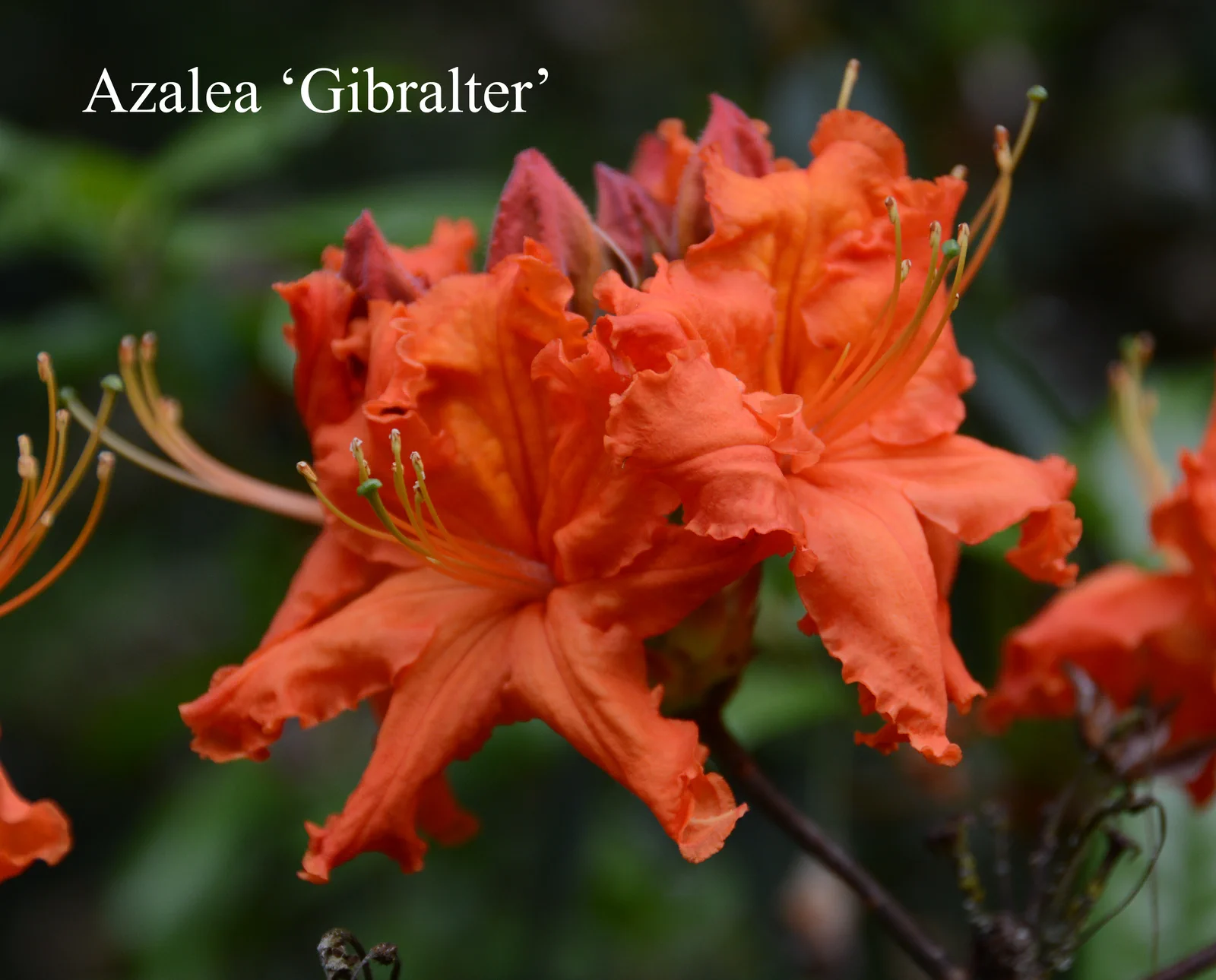 R. 'Gibraltar' photo of R. 'Gibraltar'. Location: Fearing's Farm Nursery, Abbotsford, BC, Canada. Photo by: Harold Fearing