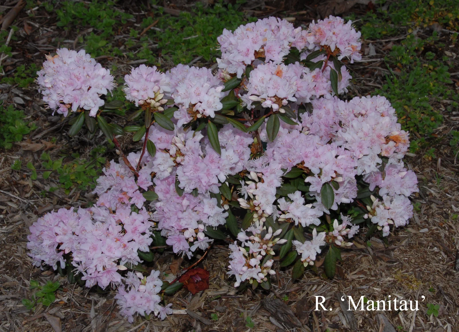 R. 'Manitou' photo of R. 'Manitou'. Location: Fearing's Farm Nursery, Abbotsford, BC, Canada. Photo by: Harold Fearing