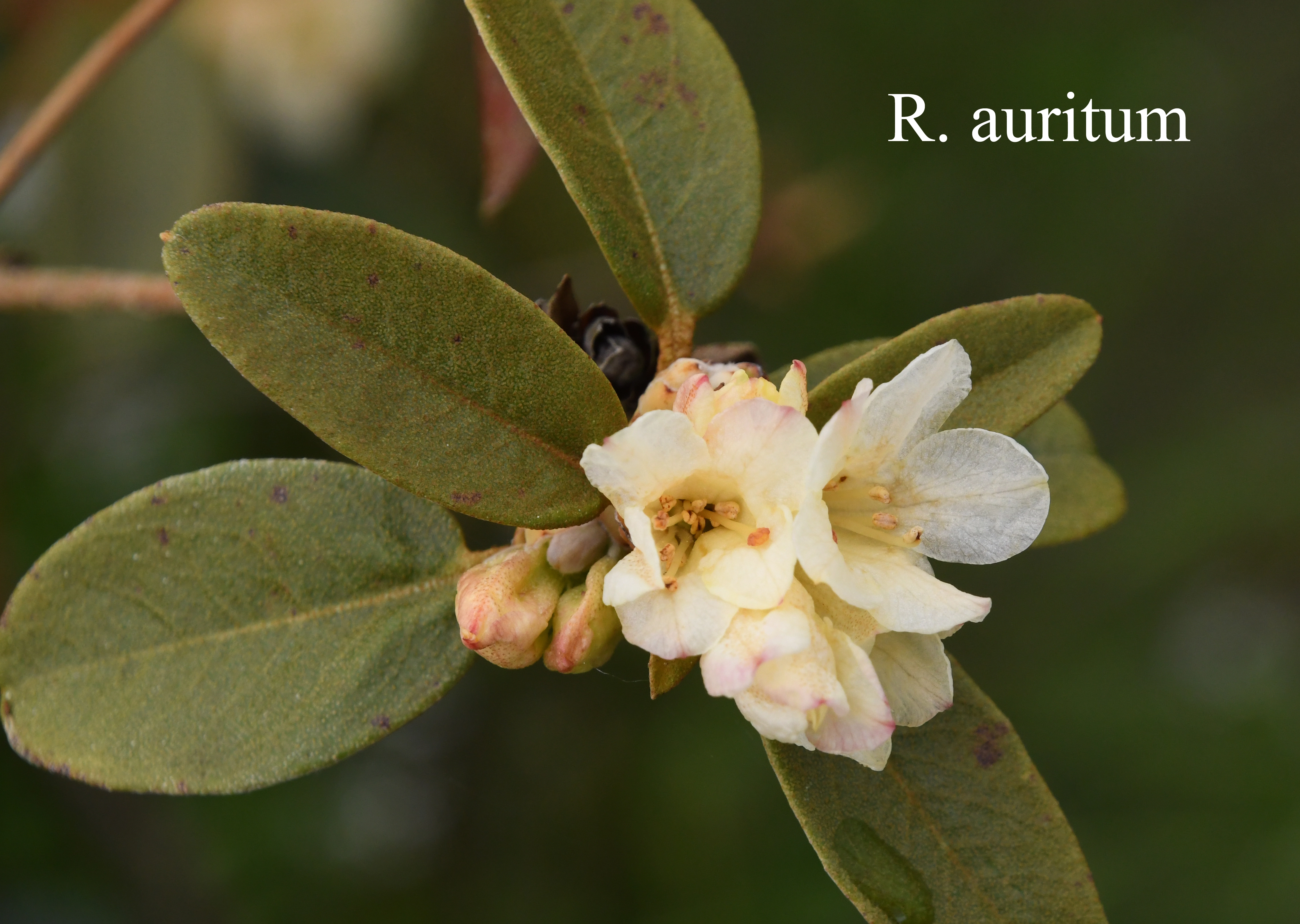 Rhododendron auritum photo